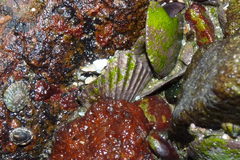 Aequipecten tehuelchus