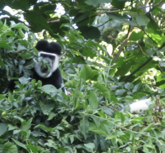 Colobus guereza
