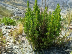 Baccharis tola