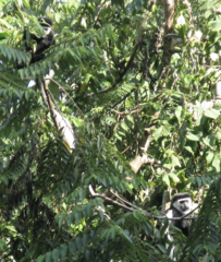 Colobus guereza