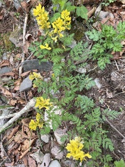 Corydalis speciosa
