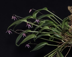 Pleurothallis praecipua