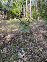 Exobasidium symploci