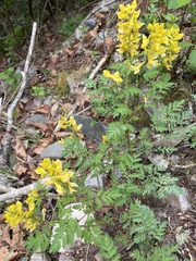 Corydalis speciosa