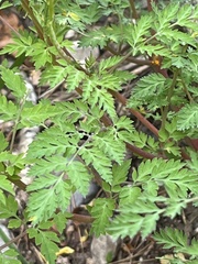 Corydalis speciosa