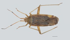 Closterotomus annulus