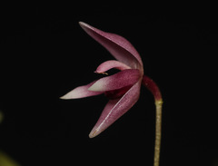 Pleurothallis praecipua