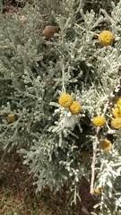 Santolina chamaecyparissus