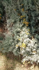 Santolina chamaecyparissus