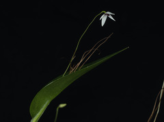 Pleurothallis viduata