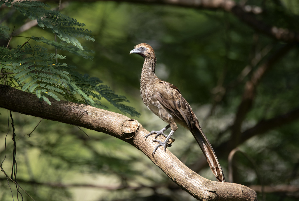 East Brazilian Chachalaca
