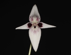 Pleurothallis viduata