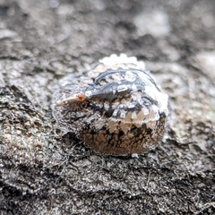 Parthenolecanium corni