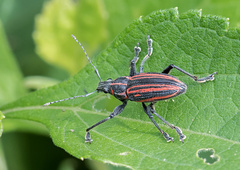 Naupactus rivulosus