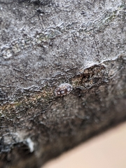 Parthenolecanium corni