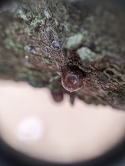 Parthenolecanium corni