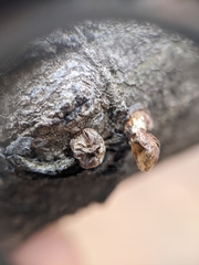 Parthenolecanium corni