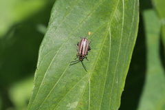 Disonycha bicarinata