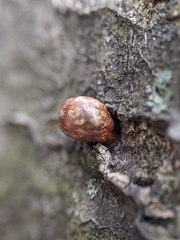 Parthenolecanium corni