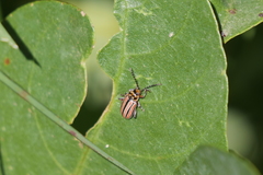 Disonycha bicarinata