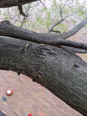 Parthenolecanium corni