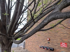 Parthenolecanium corni