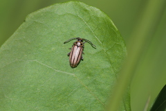 Disonycha bicarinata