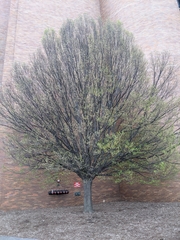 Parthenolecanium corni