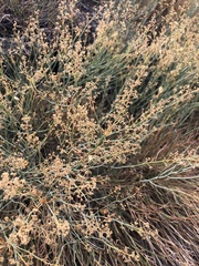 Gymnophyton isatidicarpum