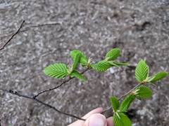 Parthenolecanium corni