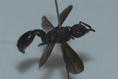 Discoelius