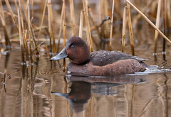 Ferruginous Duck photo 6