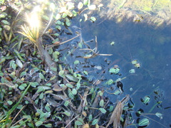 Alchemilla diplophylla