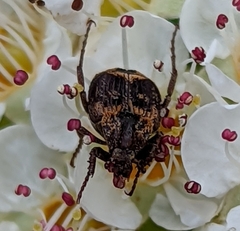 Valgus canaliculatus