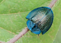 Cyrtonota thalassina