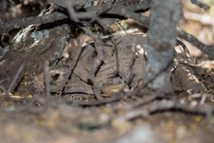 Chelonoidis chilensis