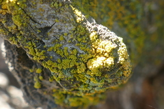 Lecanoromycetes