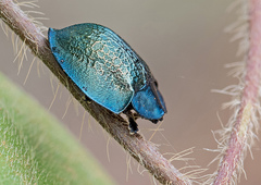 Cyrtonota thalassina