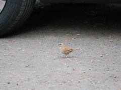 Prunella modularis occidentalis