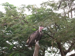 Necrosyrtes monachus