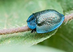 Cyrtonota thalassina