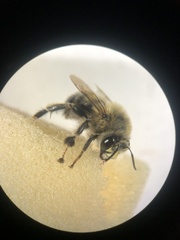 Anthophora aestivalis