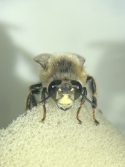 Anthophora aestivalis