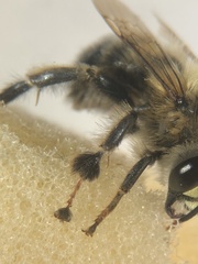 Anthophora aestivalis