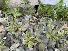 Myosotis arvensis