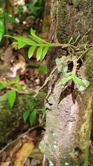 Dichaea hookeri