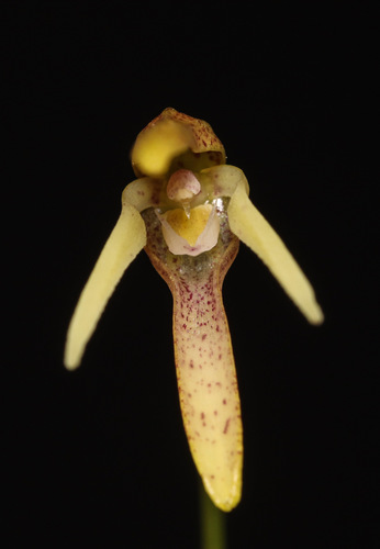Pleurothallis vorator