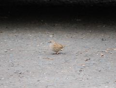 Prunella modularis occidentalis