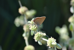 Satyrium esculi