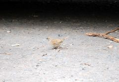 Prunella modularis occidentalis